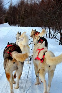 huskies-en-canada