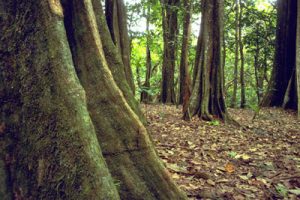 Bosque de secuoyas